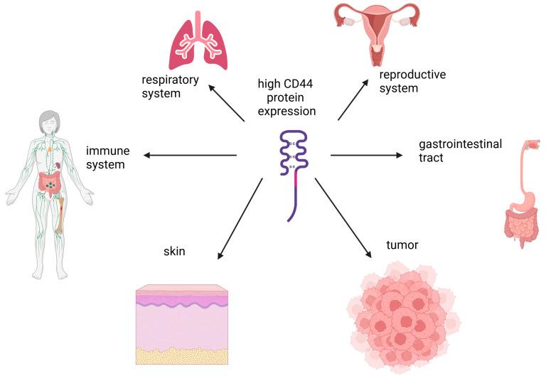 https://cdn.ncbi.nlm.nih.gov/pmc/blobs/ddb5/11764402/84c9319c123f/cells-14-00061-g003.jpg