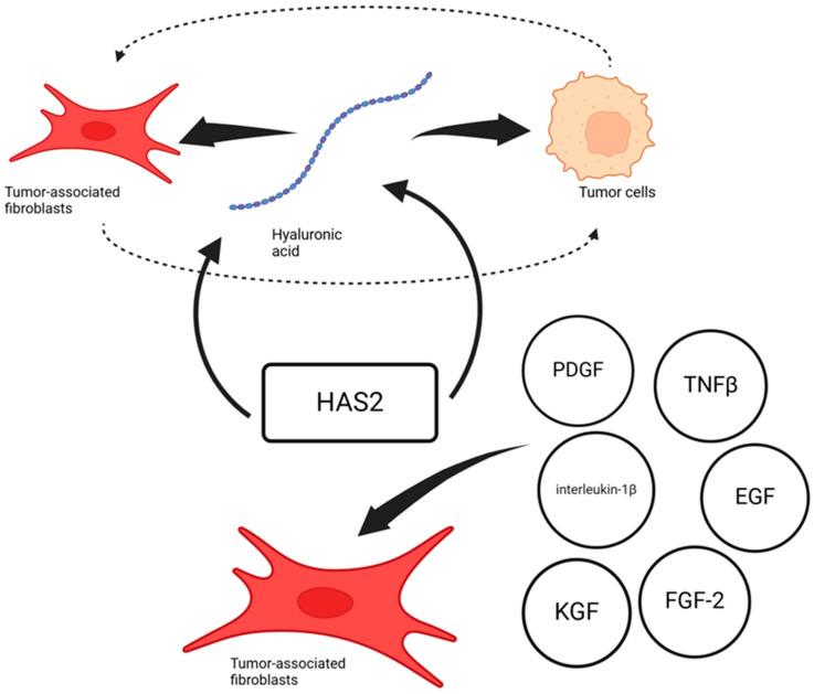 https://cdn.ncbi.nlm.nih.gov/pmc/blobs/ddb5/11764402/ff21d71ca4ad/cells-14-00061-g002.jpg