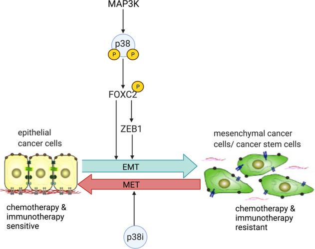 https://cdn.ncbi.nlm.nih.gov/pmc/blobs/ddb5/9166676/699d303bf278/41388_2022_2329_Fig3_HTML.jpg