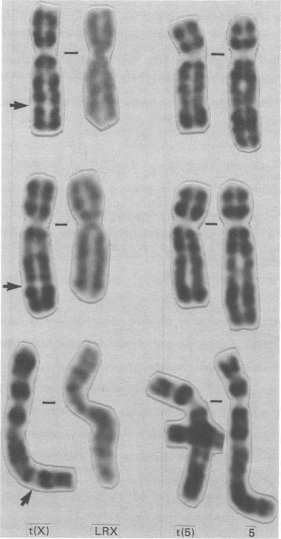 https://cdn.ncbi.nlm.nih.gov/pmc/blobs/ddb6/1015597/d44c279b2ee1/jmedgene00055-0023-a.jpg