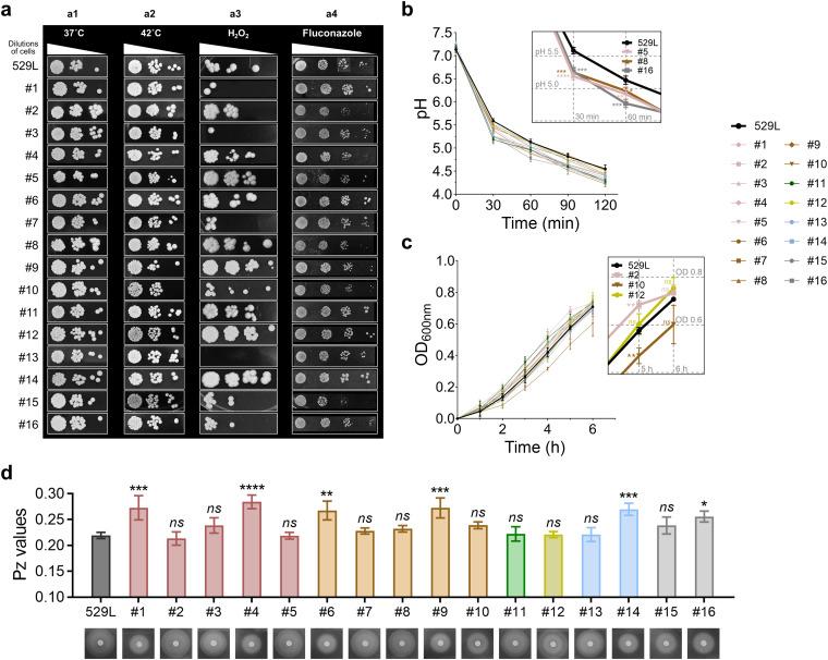 https://cdn.ncbi.nlm.nih.gov/pmc/blobs/ddb6/9973264/275526713f32/mbio.02769-22-f002.jpg