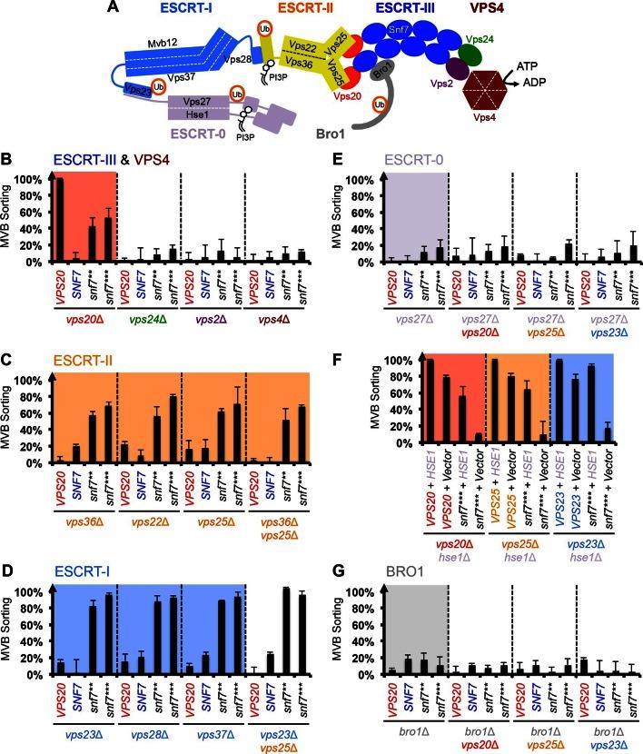 https://cdn.ncbi.nlm.nih.gov/pmc/blobs/ddb7/4865371/b2b6a1a642c2/elife-15507-fig3.jpg