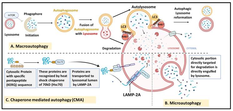 https://cdn.ncbi.nlm.nih.gov/pmc/blobs/ddb9/10930960/0ce8c502a22f/cells-13-00447-g003.jpg