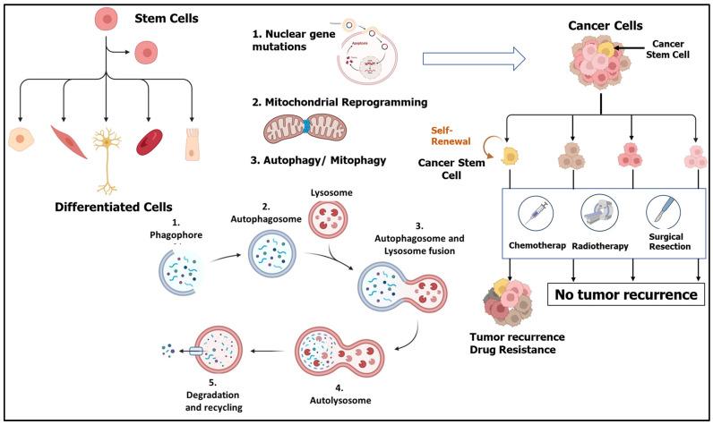 https://cdn.ncbi.nlm.nih.gov/pmc/blobs/ddb9/10930960/287be3ef7dab/cells-13-00447-g002.jpg
