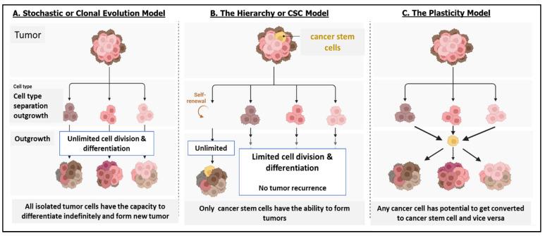 https://cdn.ncbi.nlm.nih.gov/pmc/blobs/ddb9/10930960/2ff7198789a2/cells-13-00447-g001.jpg