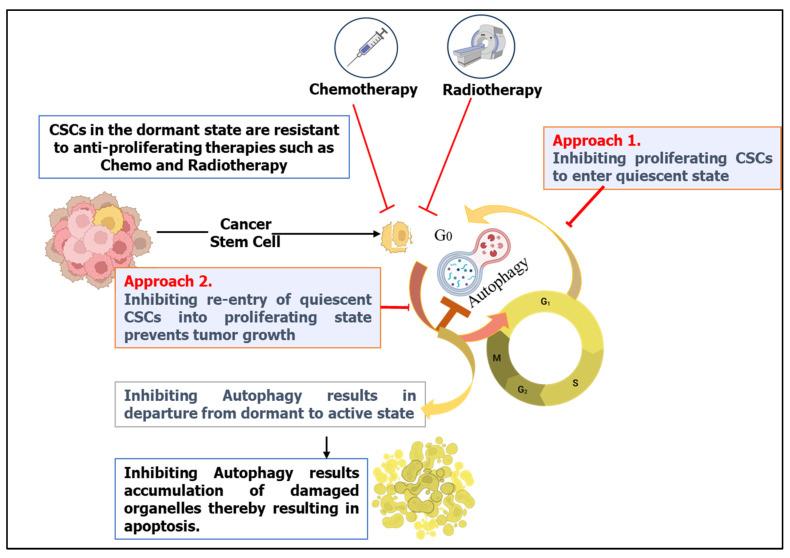 https://cdn.ncbi.nlm.nih.gov/pmc/blobs/ddb9/10930960/ace457a08d87/cells-13-00447-g005.jpg