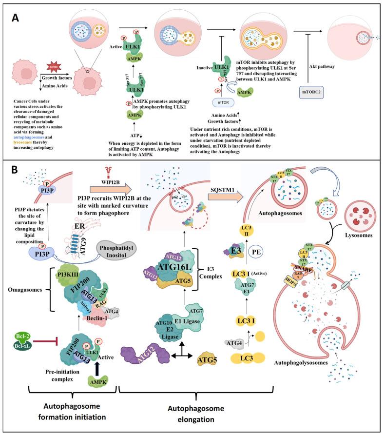https://cdn.ncbi.nlm.nih.gov/pmc/blobs/ddb9/10930960/bb1b01f1120e/cells-13-00447-g004.jpg