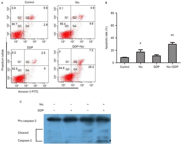 https://cdn.ncbi.nlm.nih.gov/pmc/blobs/ddba/5802146/018c82cdfe72/MMR-17-03-3497-g04.jpg