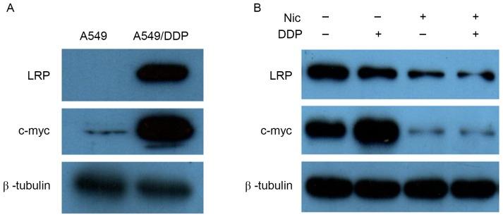 https://cdn.ncbi.nlm.nih.gov/pmc/blobs/ddba/5802146/94cde1dfe7f4/MMR-17-03-3497-g05.jpg