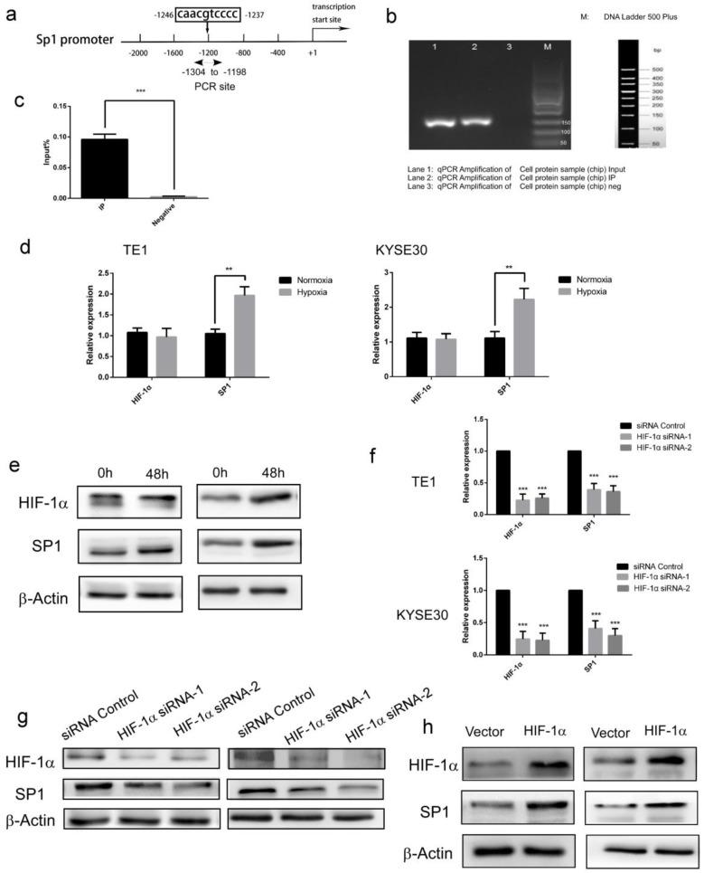 https://cdn.ncbi.nlm.nih.gov/pmc/blobs/ddbb/6930417/99c295ddb9ce/jcav11p0229g003.jpg