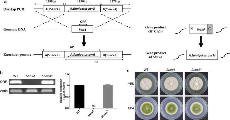 https://cdn.ncbi.nlm.nih.gov/pmc/blobs/ddbe/6371581/ff62de532b88/12867_2019_121_Fig2_HTML.jpg