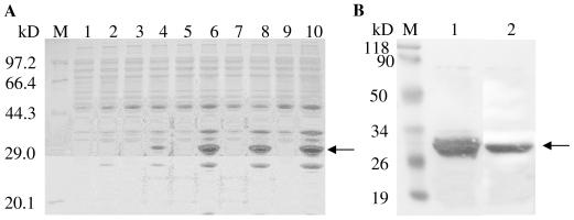 https://cdn.ncbi.nlm.nih.gov/pmc/blobs/ddc4/3233431/18ac33bc70e7/ijms-12-07692f3.jpg