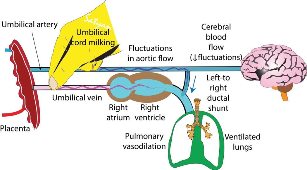 https://cdn.ncbi.nlm.nih.gov/pmc/blobs/ddc4/9588497/df2c0495b52b/nihms-1799947-f0006.jpg