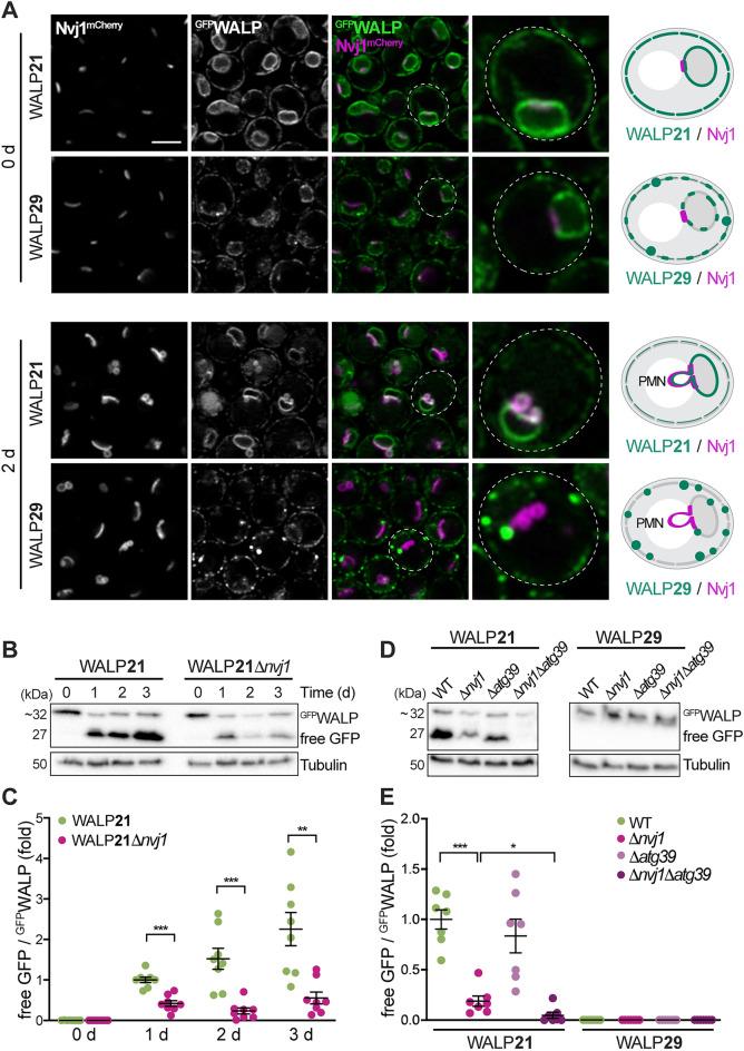 https://cdn.ncbi.nlm.nih.gov/pmc/blobs/ddc6/11176346/82e08147478e/41598_2024_64493_Fig4_HTML.jpg