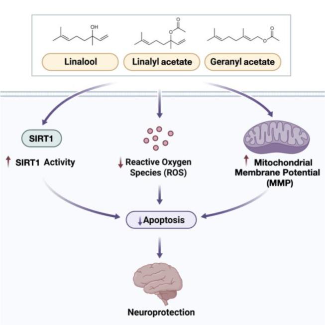 https://cdn.ncbi.nlm.nih.gov/pmc/blobs/ddc7/11502562/1a090cd73755/11064_2024_4239_Fig12_HTML.jpg