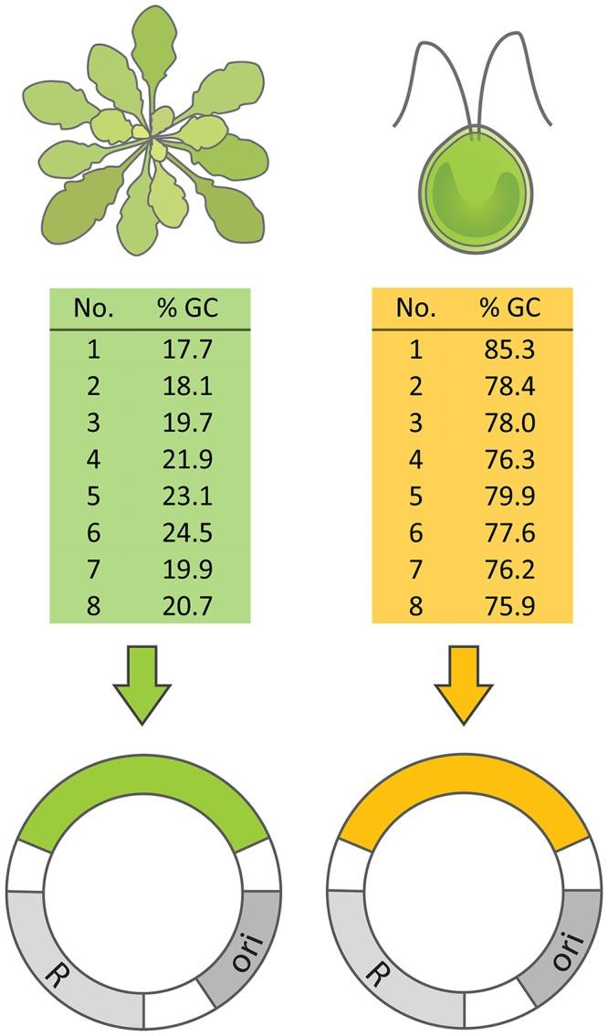 https://cdn.ncbi.nlm.nih.gov/pmc/blobs/ddca/6519830/05d587f1c011/pgen.1007778.g001.jpg