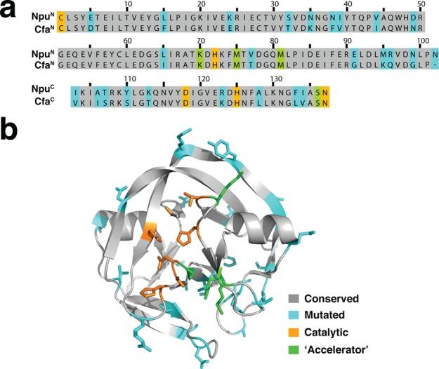 https://cdn.ncbi.nlm.nih.gov/pmc/blobs/ddcc/4894280/170c8c0c7c45/ja-2015-13528b_0003.jpg