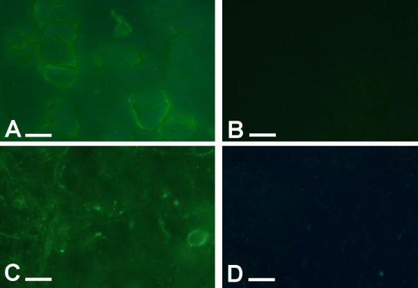 https://cdn.ncbi.nlm.nih.gov/pmc/blobs/ddcf/2845559/0b2c21e4a10c/1744-8069-6-16-4.jpg