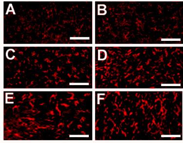https://cdn.ncbi.nlm.nih.gov/pmc/blobs/ddcf/2845559/10f5098f56b2/1744-8069-6-16-8.jpg