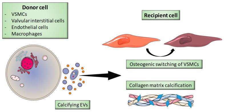 https://cdn.ncbi.nlm.nih.gov/pmc/blobs/ddcf/7767379/30749348c030/toxins-12-00811-g003.jpg