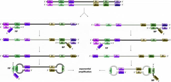 https://cdn.ncbi.nlm.nih.gov/pmc/blobs/ddd0/7520381/9fdef3bcf802/10096_2020_4001_Fig4_HTML.jpg