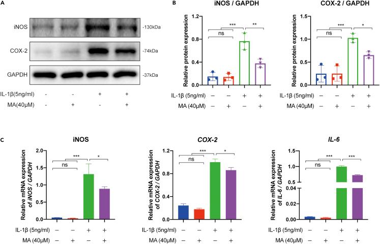 https://cdn.ncbi.nlm.nih.gov/pmc/blobs/ddd1/9868682/73145983aa69/gr2.jpg
