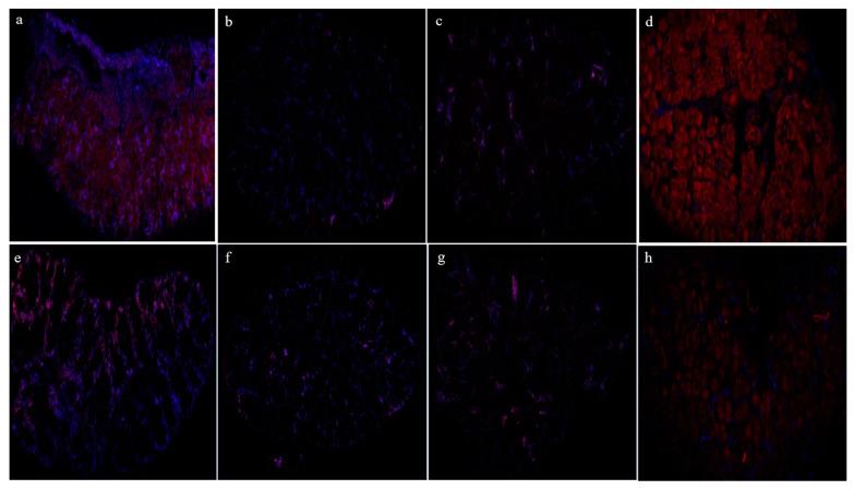 https://cdn.ncbi.nlm.nih.gov/pmc/blobs/ddd3/11048709/4cdc7c5e87d1/biology-13-00218-g009.jpg