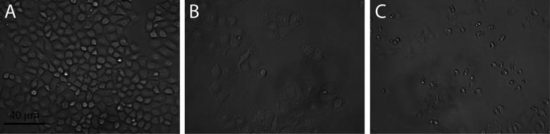 https://cdn.ncbi.nlm.nih.gov/pmc/blobs/dddf/7838684/30a8df8bfcfe/OR-23-237-g001.jpg