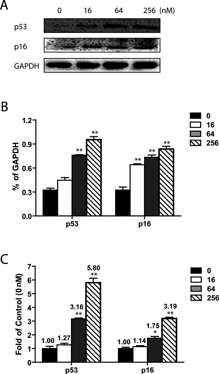 https://cdn.ncbi.nlm.nih.gov/pmc/blobs/dddf/7838684/f18dca526771/OR-23-237-g006.jpg