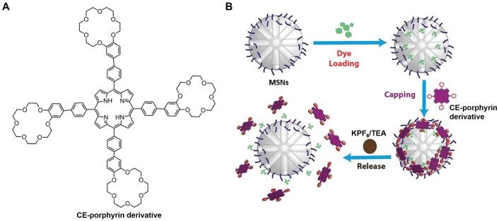 https://cdn.ncbi.nlm.nih.gov/pmc/blobs/dde1/11357536/bc210ec77045/molecules-29-03828-g004.jpg