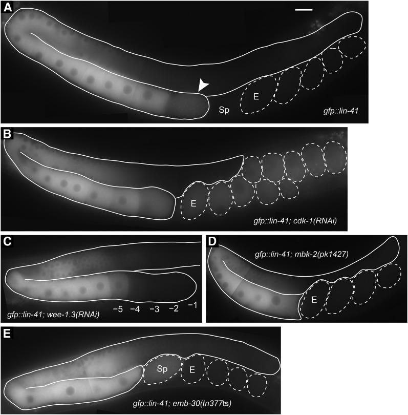 https://cdn.ncbi.nlm.nih.gov/pmc/blobs/dde1/4256770/8a4c4ccae6e8/1535fig4.jpg
