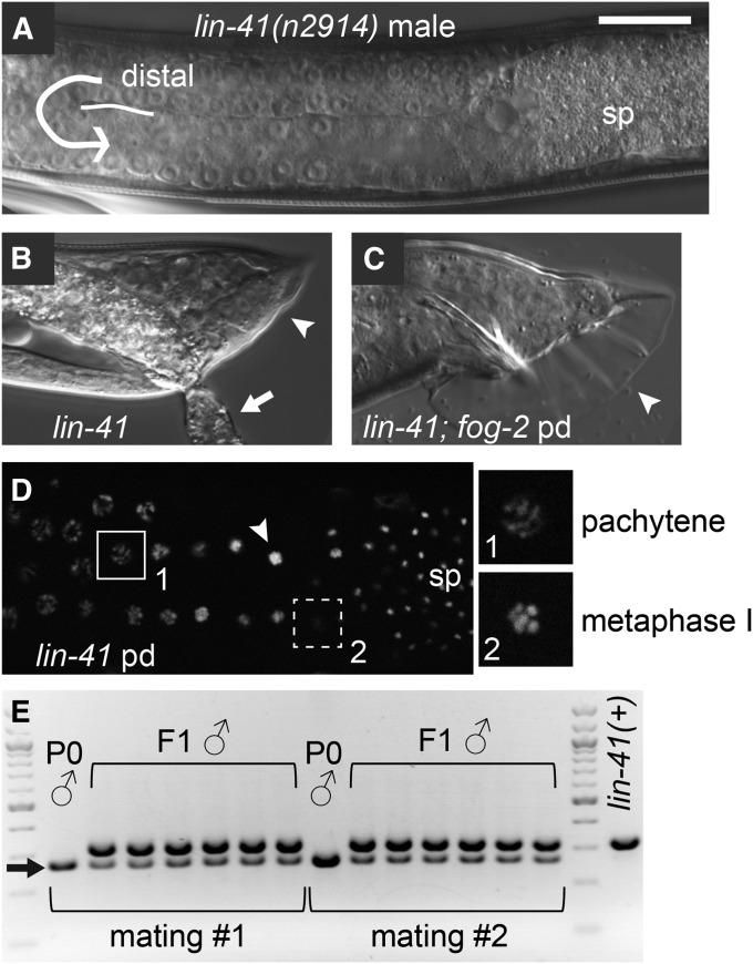 https://cdn.ncbi.nlm.nih.gov/pmc/blobs/dde1/4256770/ac38abd2a716/1535fig5.jpg