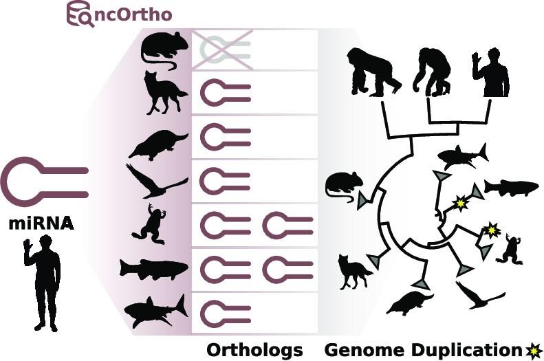 https://cdn.ncbi.nlm.nih.gov/pmc/blobs/dde3/10359484/5b0f23c4810c/gkad467figgra1.jpg