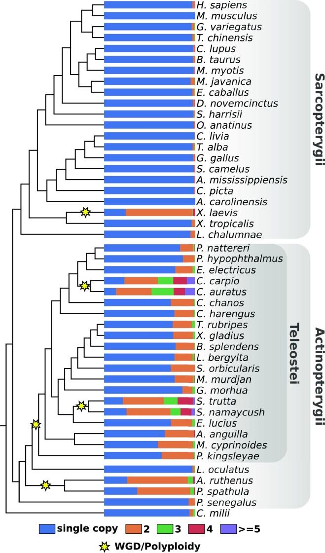 https://cdn.ncbi.nlm.nih.gov/pmc/blobs/dde3/10359484/c5088400f7ad/gkad467fig4.jpg