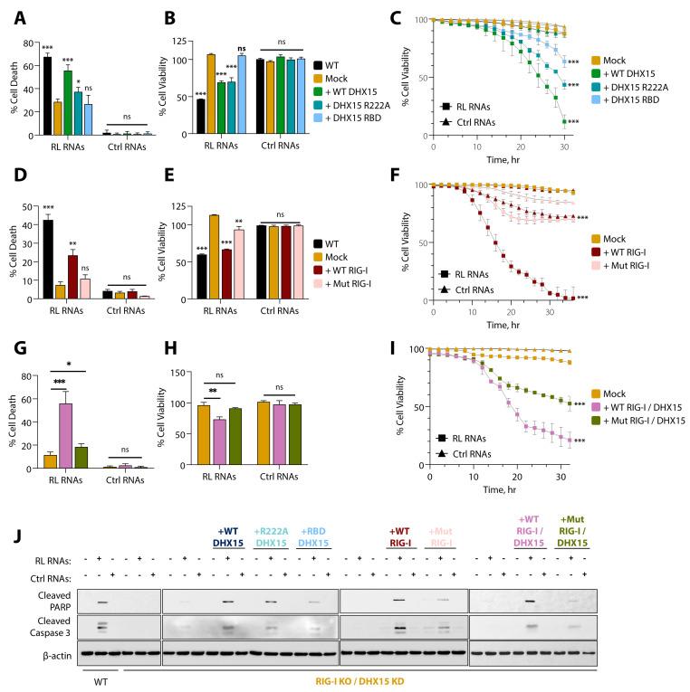 https://cdn.ncbi.nlm.nih.gov/pmc/blobs/dde3/11680366/7e95cddf3e42/viruses-16-01913-g008.jpg