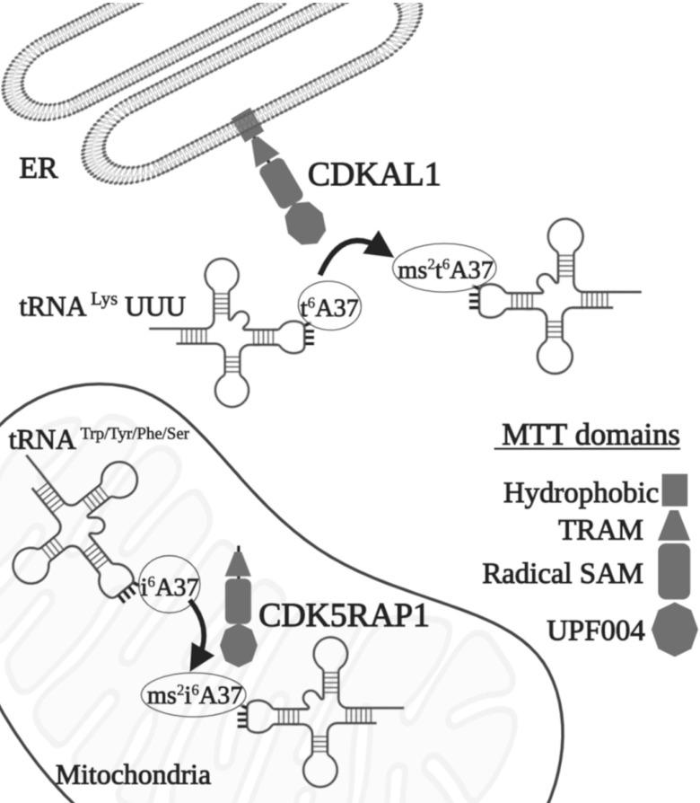https://cdn.ncbi.nlm.nih.gov/pmc/blobs/dde5/7545696/afe2e6e97b6f/ijbsv16p3018g001.jpg