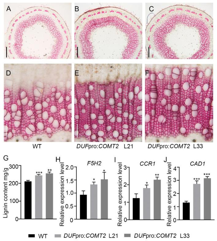 https://cdn.ncbi.nlm.nih.gov/pmc/blobs/dde7/12197300/15ef7b98b0c1/plants-14-01739-g005.jpg