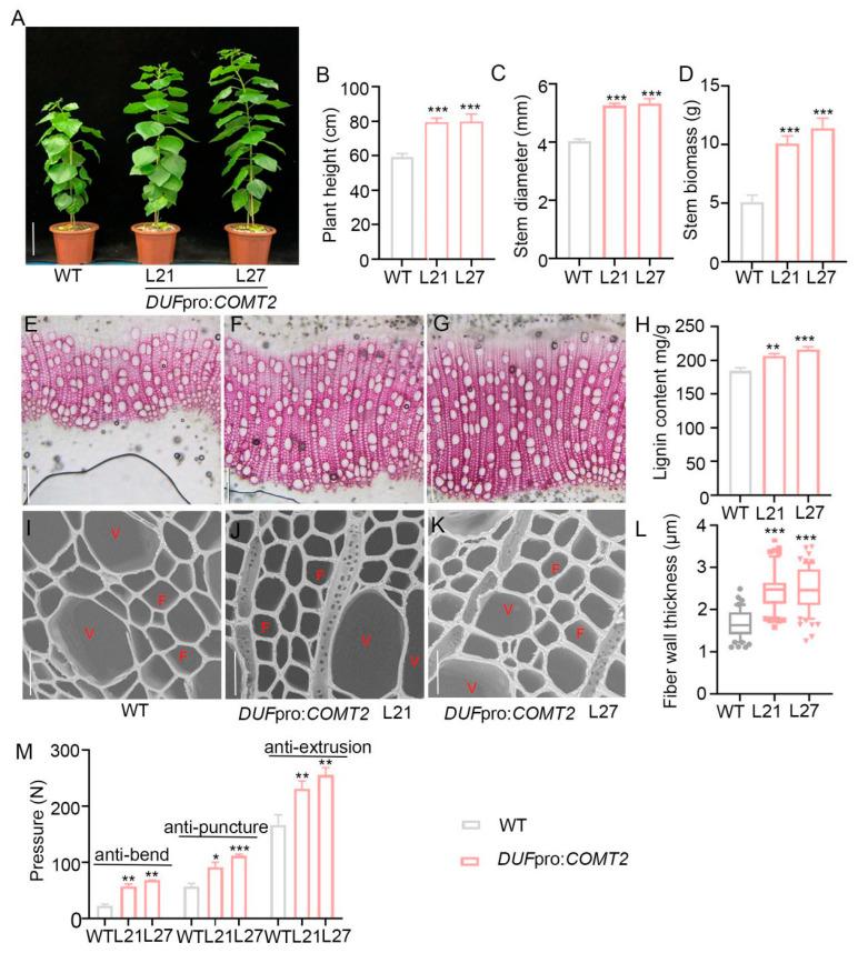 https://cdn.ncbi.nlm.nih.gov/pmc/blobs/dde7/12197300/80b95cc7d996/plants-14-01739-g007.jpg