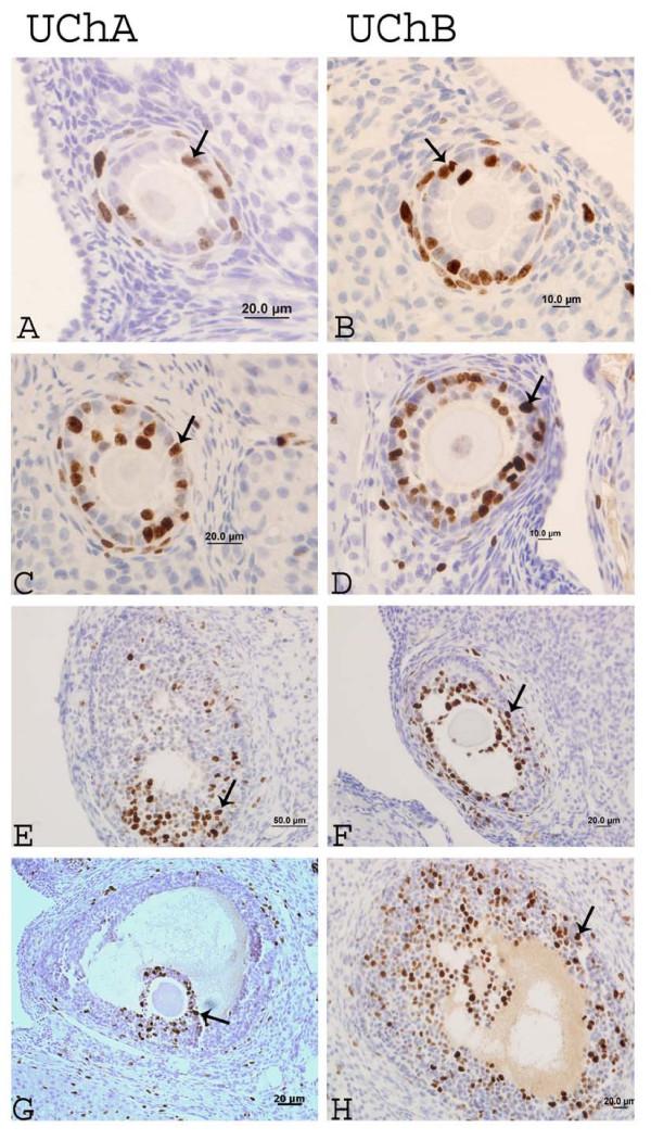 https://cdn.ncbi.nlm.nih.gov/pmc/blobs/dde7/3265448/9242966a16a9/1477-7827-9-160-4.jpg