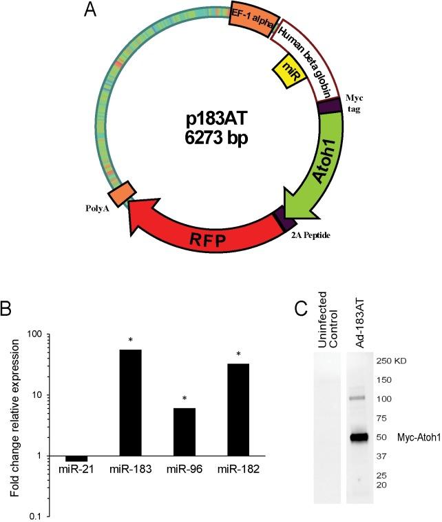 https://cdn.ncbi.nlm.nih.gov/pmc/blobs/dde7/5501616/e7dd4a7b8e84/pone.0180855.g001.jpg