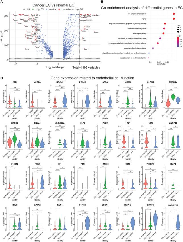 https://cdn.ncbi.nlm.nih.gov/pmc/blobs/ddec/10140397/7e00b0fcb231/fonc-13-1148628-g004.jpg