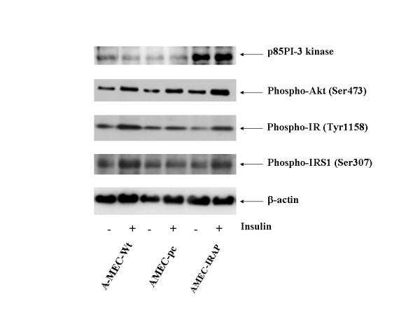 https://cdn.ncbi.nlm.nih.gov/pmc/blobs/dded/1781462/6717029fda20/1471-2407-7-15-5.jpg