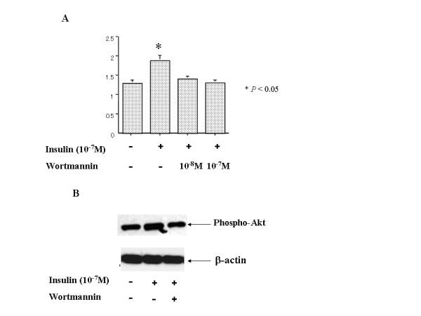 https://cdn.ncbi.nlm.nih.gov/pmc/blobs/dded/1781462/e7161cc2ae3d/1471-2407-7-15-6.jpg