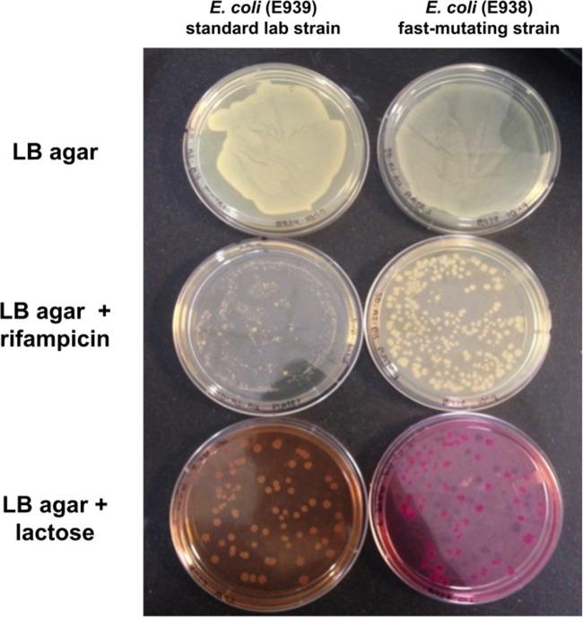 https://cdn.ncbi.nlm.nih.gov/pmc/blobs/ddf0/9727606/ce7db77e8d8c/cbe-21-ar71-g001.jpg