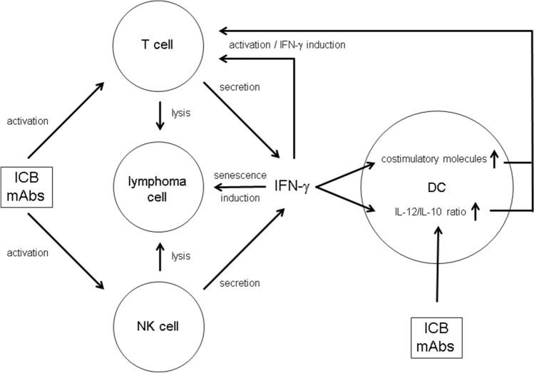 https://cdn.ncbi.nlm.nih.gov/pmc/blobs/ddf1/10992002/e8fdcb4ce291/262_2020_2767_Fig5_HTML.jpg
