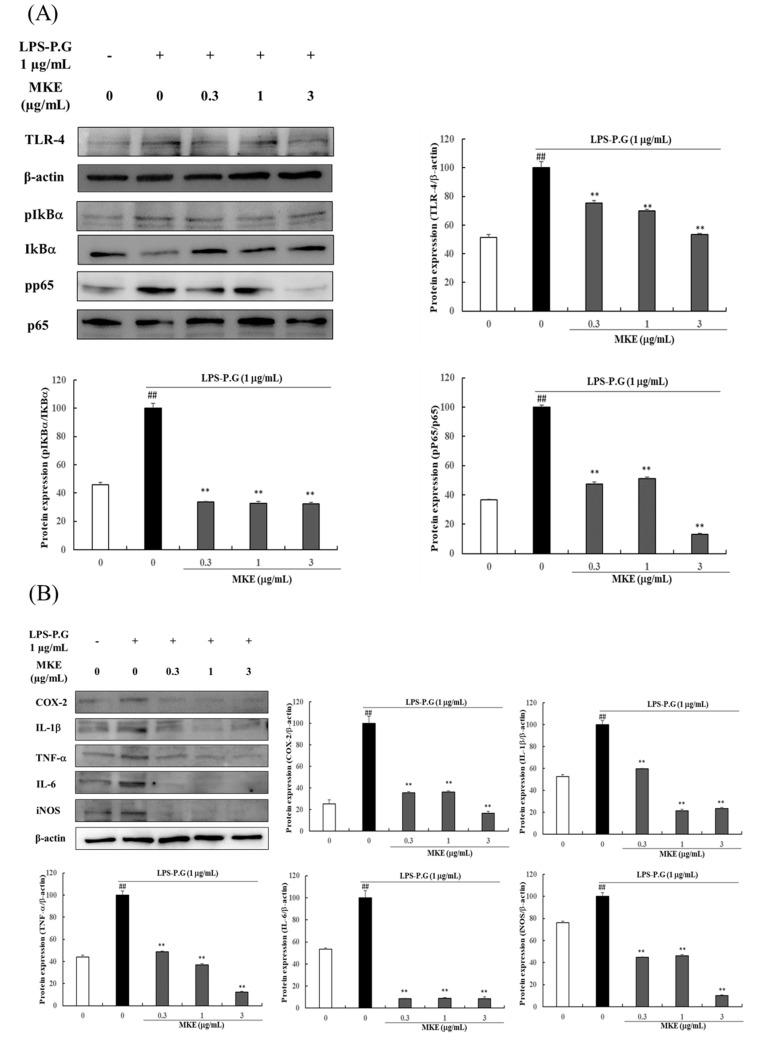 https://cdn.ncbi.nlm.nih.gov/pmc/blobs/ddf4/10297525/9764d529d018/cimb-45-00310-g002a.jpg