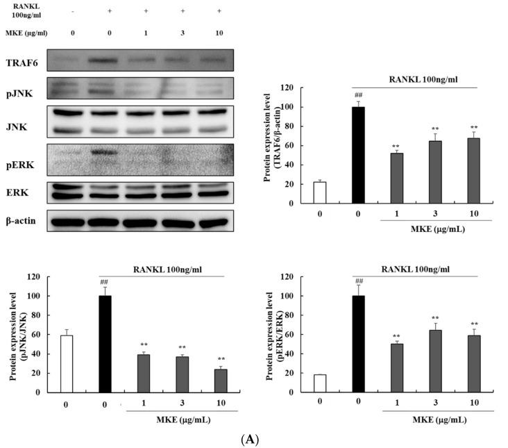 https://cdn.ncbi.nlm.nih.gov/pmc/blobs/ddf4/10297525/ab056bd90fa6/cimb-45-00310-g005a.jpg