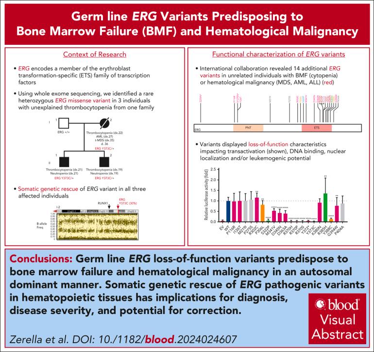 https://cdn.ncbi.nlm.nih.gov/pmc/blobs/ddf7/11530364/5279a5662de3/BLOOD_BLD-2024-024607-ga1.jpg
