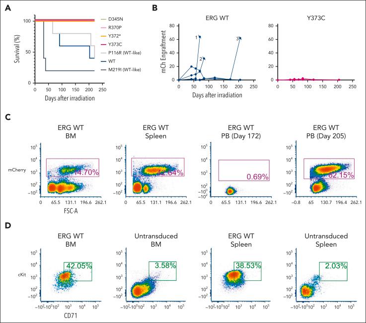 https://cdn.ncbi.nlm.nih.gov/pmc/blobs/ddf7/11530364/ac296dabaa52/BLOOD_BLD-2024-024607-gr4.jpg