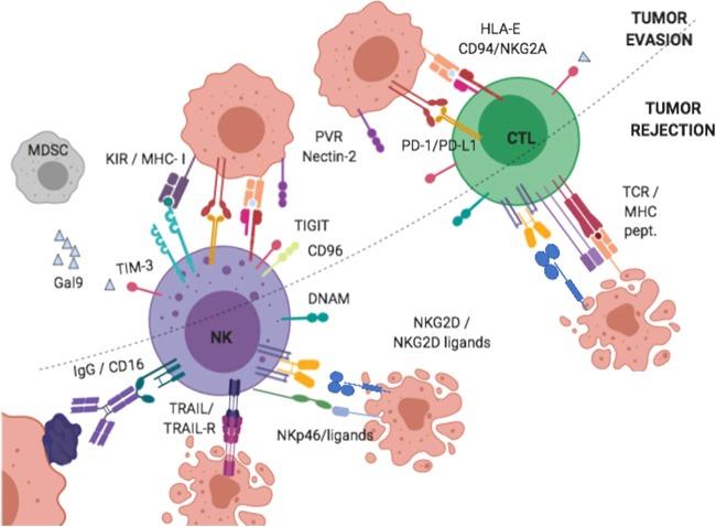 https://cdn.ncbi.nlm.nih.gov/pmc/blobs/ddf9/7190571/9d5b010bc6d5/41388_2020_1249_Fig2_HTML.jpg
